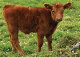 Menos mal que en 2022 creció un 1,6% el stock bovino argentino porque este año habrá un recorte importante por el desastre climático