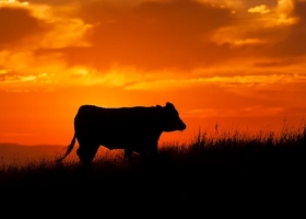 "Sería un desastre". un agrónomo uruguayo imaginó un mundo sin ganadería