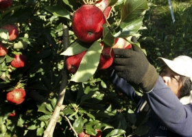 El Gobierno sumó otra quincena de producciones regionales al “dólar agro”