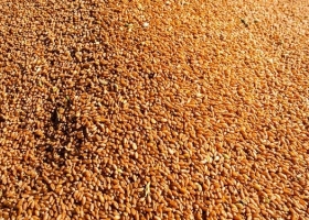 Zona núcleo: la siembra de trigo podría caer hasta un 60%, pero muchos están obligados a sembrar para no quebrar
