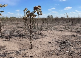 Por pésimos resultados, volvió a bajar la estimación de la soja y se cosechará casi la mitad que en 2022