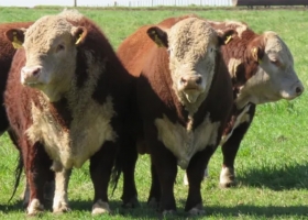 Fórmula 1: producen novillos en campos de bajo potencial y tradicionalmente de cría