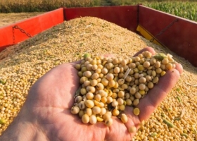 A la industria argentina le conviene más traer soja de Brasil que comprarla localmente