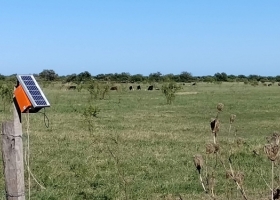 El caso Boomitra: ¿Cómo funciona la plataforma que aspira a medir y vender los primeros bonos de carbono de la ganadería argentina?.