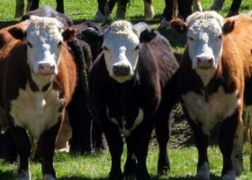 El fenómeno que en muchas empresas del campo va más allá de una moda