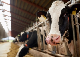 Tambos: Por la sequía los más chicos perderían 14% de su producción diaria.