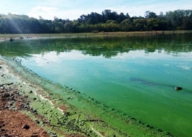 Investigadores uruguayos y argentinos identificaron el uso excesivo de fertilizantes fosforados como causa de la proliferación de cianobacterias
