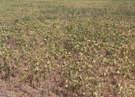 Oficializaron la extensión de la emergencia agropecuaria para los partidos bonaerenses que siguen afectados por sequía