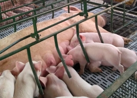El Gobierno analiza una nueva ayuda económica para los productores porcinos