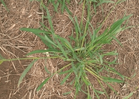 Alertan por la aparición en Argentina de otra maleza resistente a glifosato