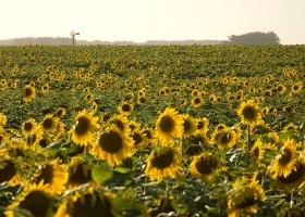 Una sonrisa en medio de la seca: el girasol cumplió y cerró con una cifra histórica