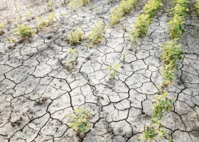 Emergencia agropecuaria por la sequía: las nuevas normas no parecen suficientes