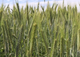 Del trigo nuevo solo se anotaron 235.000 toneladas