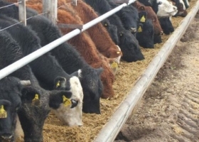Los feedlots siguen recibiendo hacienda, sostienen una renta mínima y se preparan para el pico de ofrecimientos que se dará desde junio