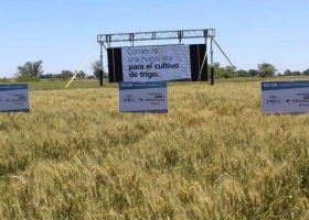 Con una fuerte carta, los exportadores reiteraron el rechazo al trigo que tiene un evento transgénico