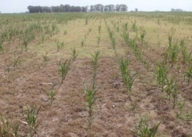 En Buenos Aires, se suman los municipios que reducen impuestos a productores afectados por sequía