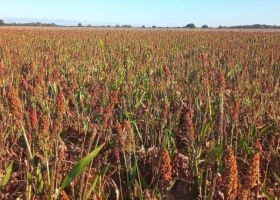 El sorgo se cosecha con los rindes más bajos de las últimas 5 campañas