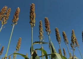 Gracias a China, el sorgo se recupera, tiene precio todo el año y hasta le gana al maíz por US$ 60 la tonelada