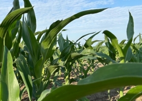 Siguen aparecer lluvias en la “zona núcleo” de EE.UU. y algunos ya hablan de un desastre productivo como el ocurrido en 2012