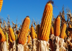 El maíz argentino tiene la menor huella de carbono del mundo