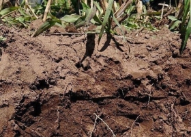 La compactación del suelo, un enemigo silencioso en el lote que se lleva un 15% del rinde