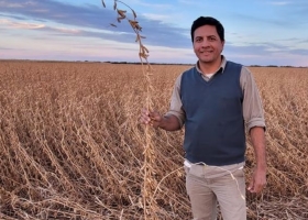 En la Patagonia lograron un récord con superplantas de soja