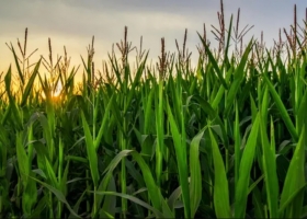 Un nuevo insumo biológico le da capacidad a las plantas para fijar Nitrógeno atmosférico: cómo reacciona el rinde