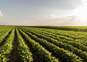 Nos separamos mucho: el productor argentino de soja solo recibe el 37% del precio internacional