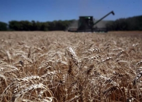 La siembra de trigo no crecerá y quedará en el mismo nivel que el año pasado