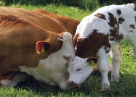 Un informe oficial confirma que los márgenes de la cría bovina cayeron más del 40%, aunque los precios podrían mejorar desde la primavera