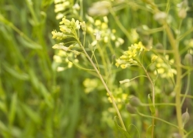 Bunge y Chevron anunciaron la compra de una empresa argentina abocada al desarrollo de camelina sativa