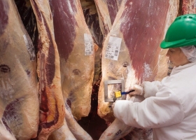 La faena bovina creció 13% en el primer semestre y fue la más alta en 14 años