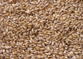 México abrió el mercado para la cebada en grano de Argentina