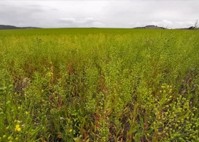 El cultivo del año otra gigante del agro anunció su apuesta por la camelina para producir biodiesel