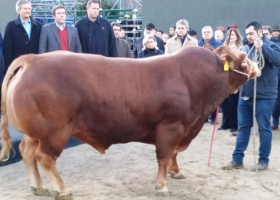 Limousin dirá presente en La Rural de Palermo