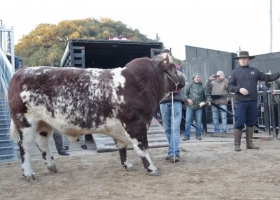 El toro Mercosur y el caballo Pericón, los dos primeros en llegar a la Exposición Rural de Palermo