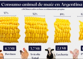 El consumo estimado de maíz 2022/23 para forraje se ajusta a 11,5 Mt