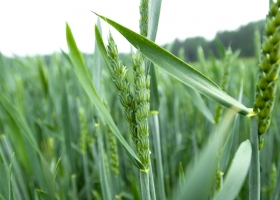 Trigo: el 92 % está en condiciones de excelente a muy bueno, pero está en peligro por la falta de fertilizantes