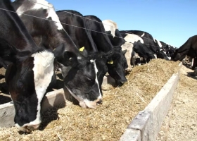 Hoja de ruta para tener vacas Fórmula 1 en el tambo