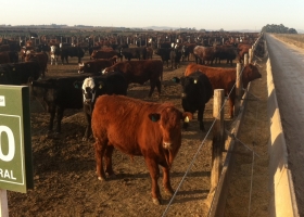 Dura crítica de los feedlots a Massa. Es llamativo que desconozca los daños a la producción primaria