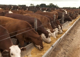 Mesa de carnes: La nueva medida es un mazazo a la producción