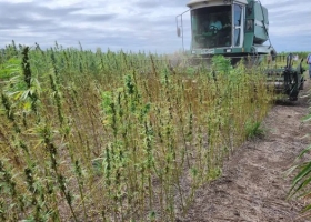 Adónde están y cuántas hectáreas siembran los productores de cannabis en Argentina