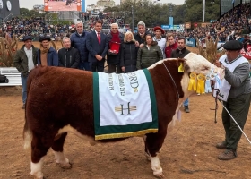 Hereford y Angus se lucieron en la pista central con sus mejores animales