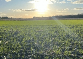 El trigo, iluminado: con la siembra casi terminada, 90% del área está entre normal y excelente