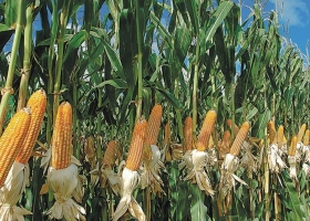 Maíz billete. A qué precio real están vendiendo cereal los productores argentinos