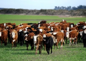 Suba de la carne. La hacienda sigue hasta un 30% por debajo de la inflación y frente a otra olla a presión