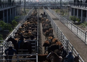 Llamativa visita oficial al Mercado Agroganadero de Cañuelas tras la suba de la carne al público