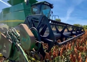 Con bajos rindes, la cosecha de sorgo entró en su tramo final