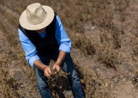 Negocio por negocio: cómo está la rentabilidad de las empresas del agro y cuál es el desafío que se viene