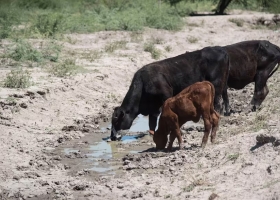 Histórico. Según la Rural, la sequía hizo perder US$3000 millones a la ganadería y sigue generando estragos